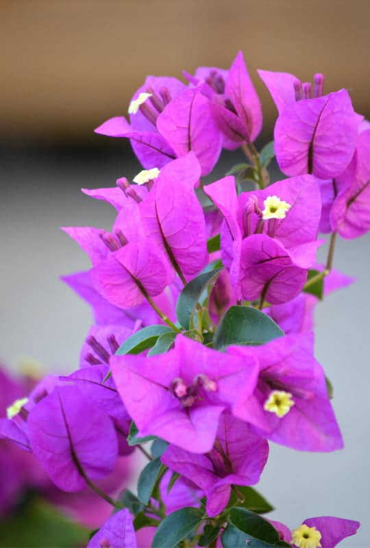 Bougainvillea glabra