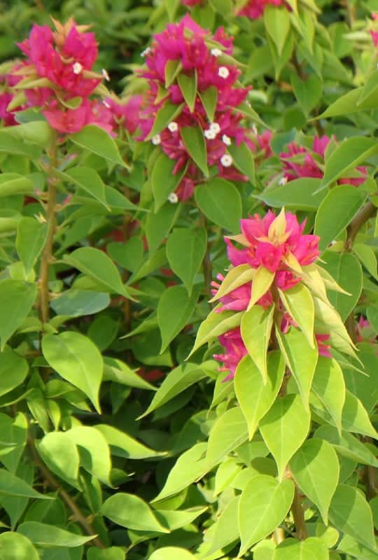 Bougainvillea ‘Mini Thai’