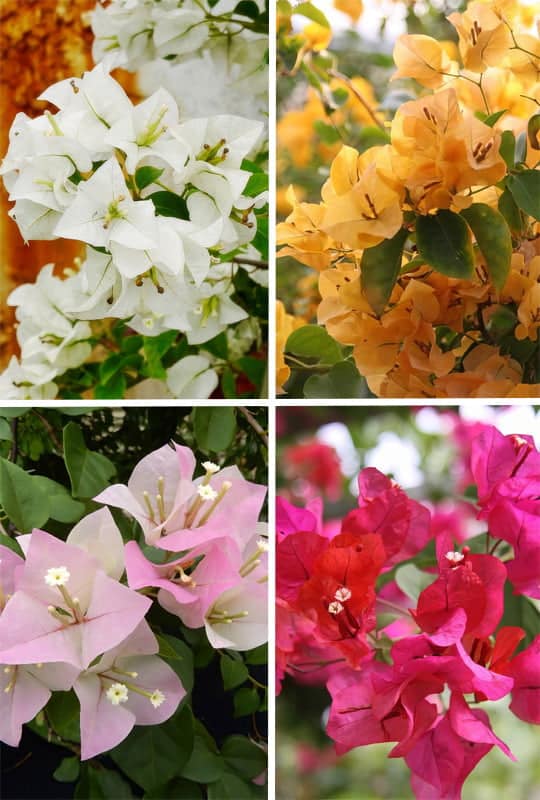 Bougainvillea spectabilis mix