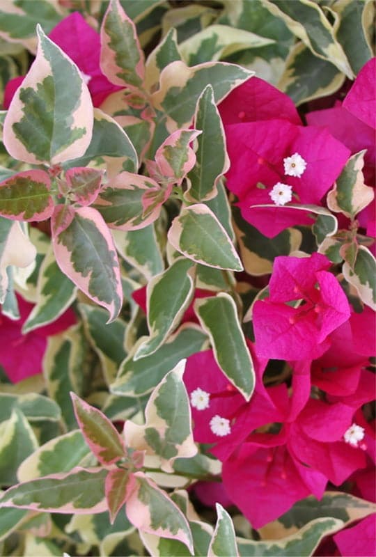 Bougainvillea spectabilis ‘variegata’