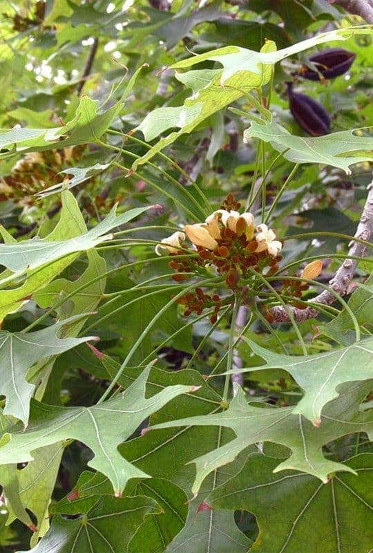 Brachychiton Platanifolia