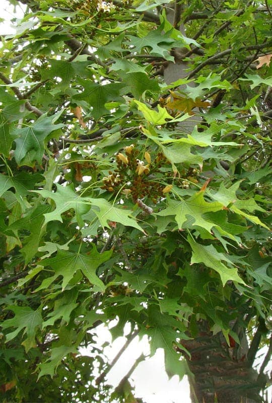 Brachychiton Platanifolia