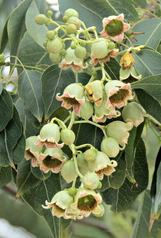 Brachychiton Populneus