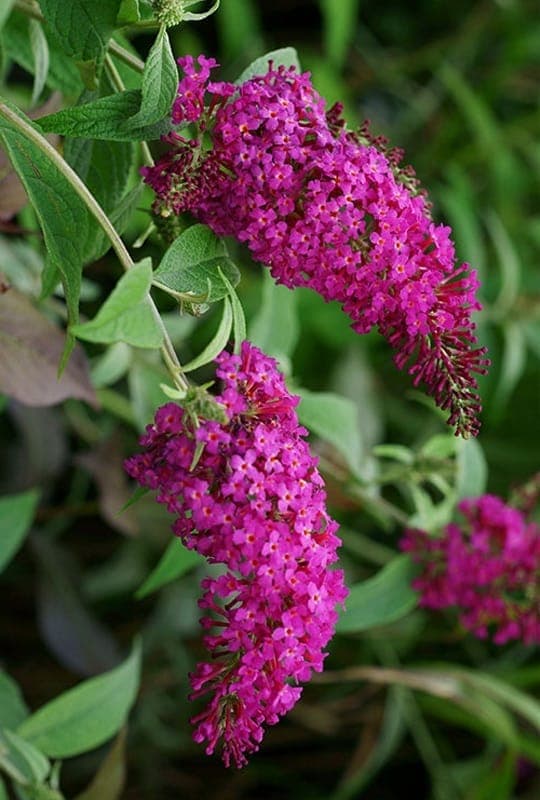 Buddleia Davidii