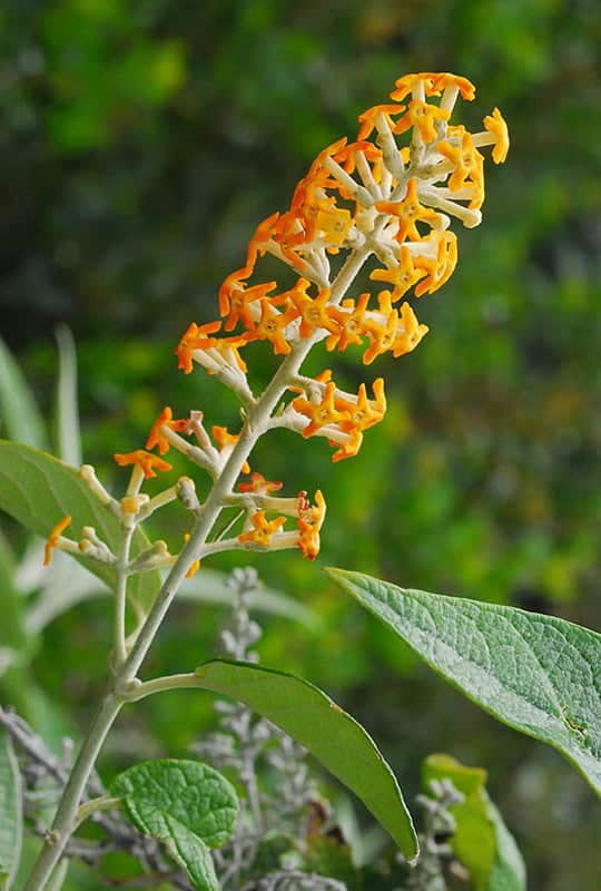 Buddleia Madagascariensis