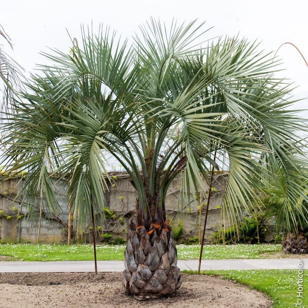 Butia capitata