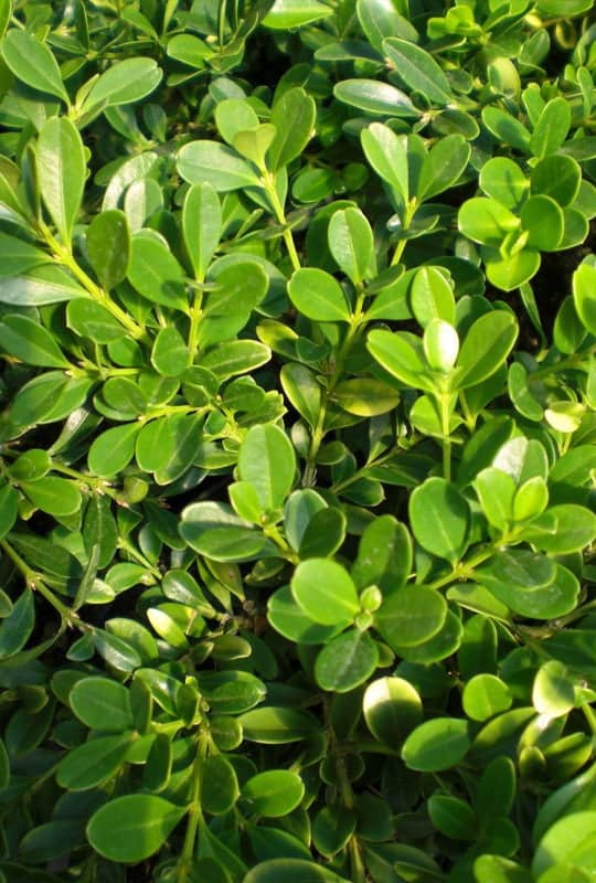 Buxus microphylla ‘faulkner’