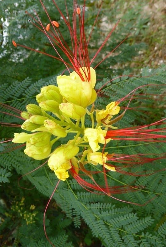Caesalpinia Gilliesii