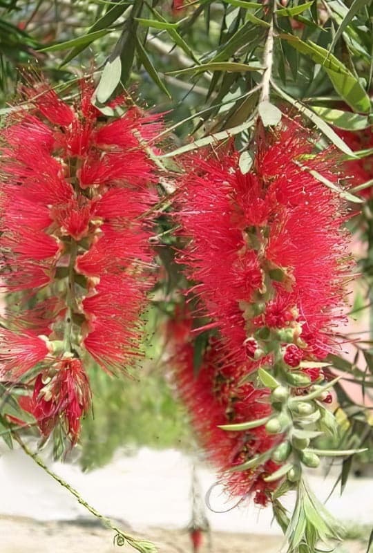 Callistemon Captain Cook