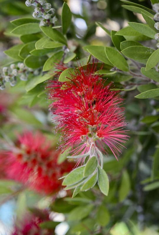 Callistemon Citrinus