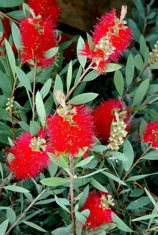 Callistemon laevis