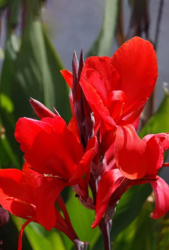 Canna indica