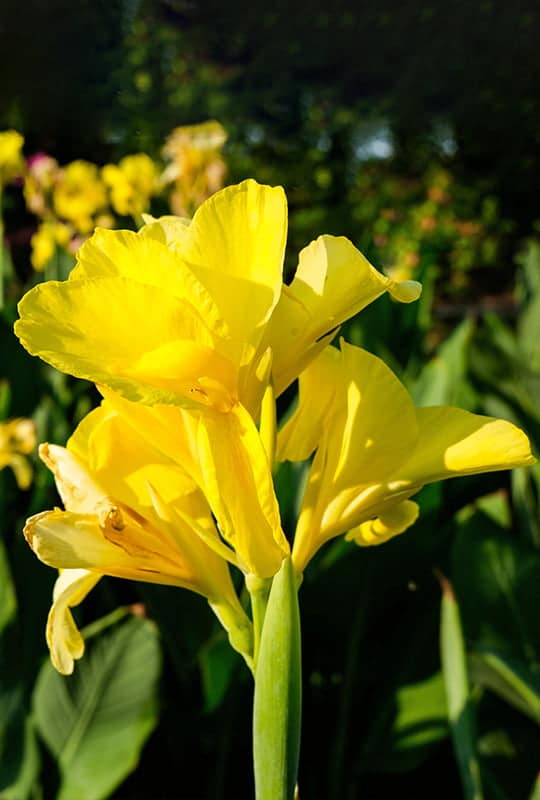 Canna indica