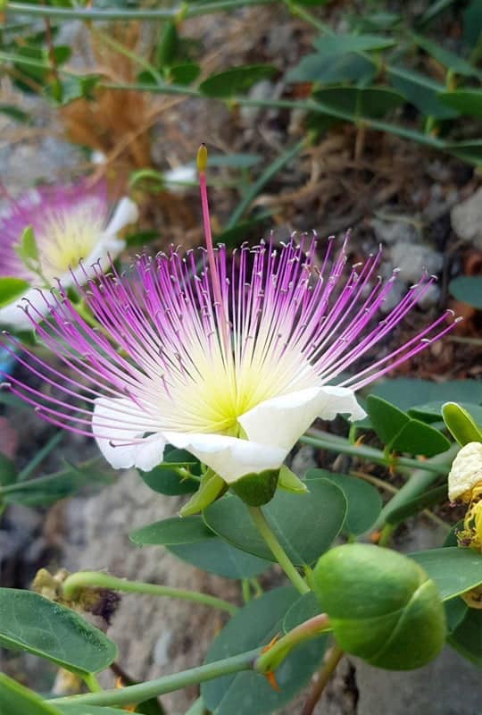 Capparis Spinosa