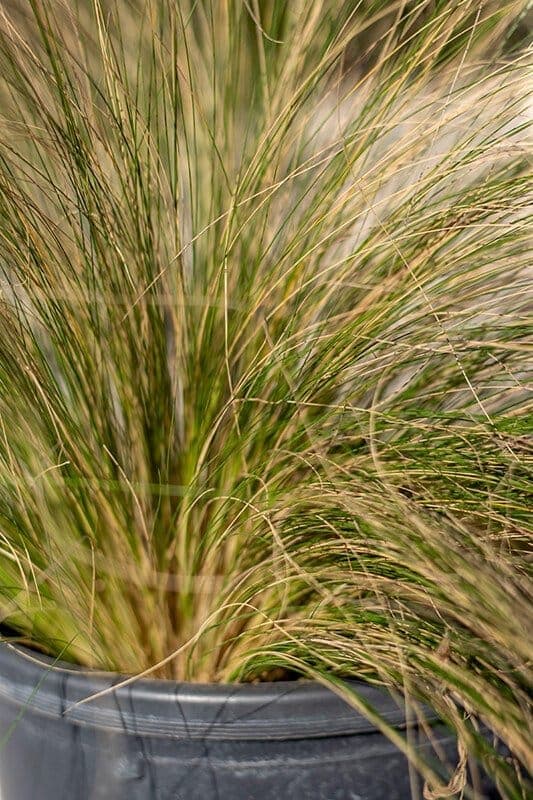 Carex comans