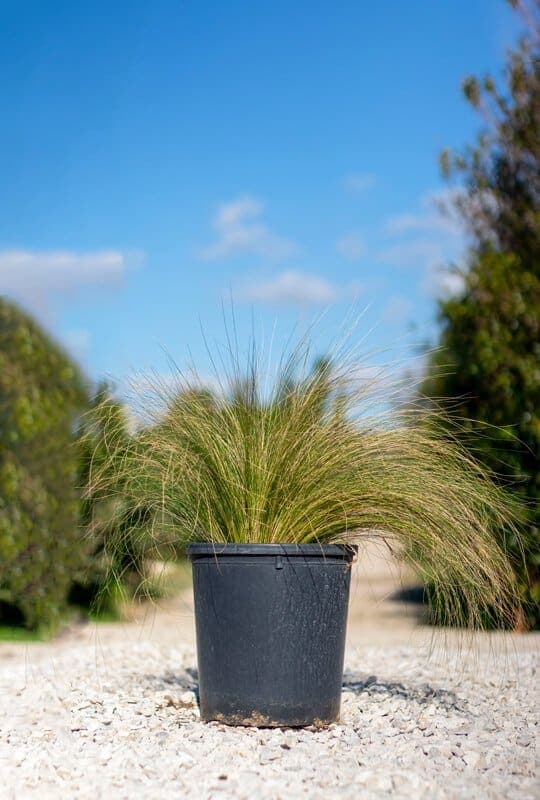 Carex comans