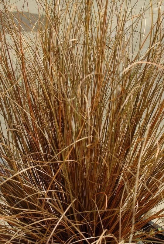 Carex Mix