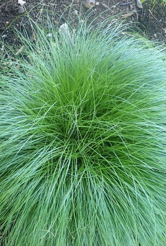 Carex Mix