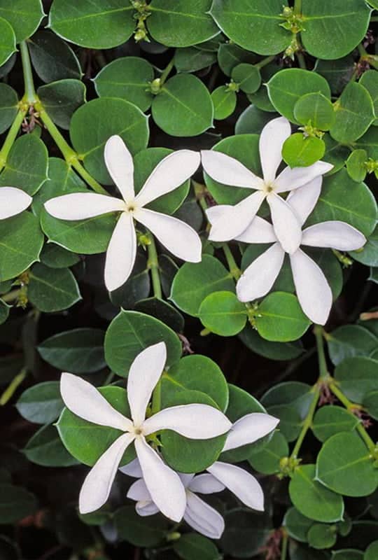 Carissa macrocarpa