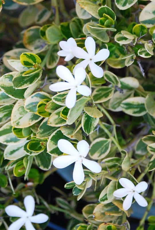 Carissa Macrocarpa ‘variegata’