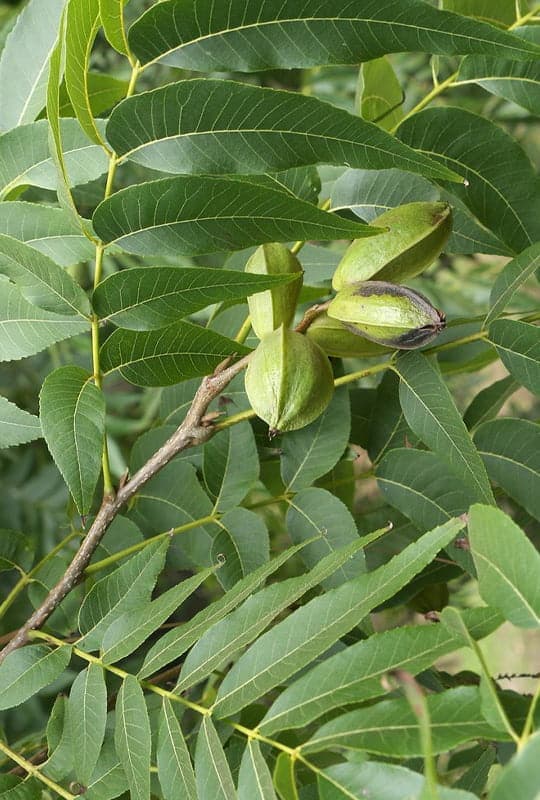 Caraya illinoinensis