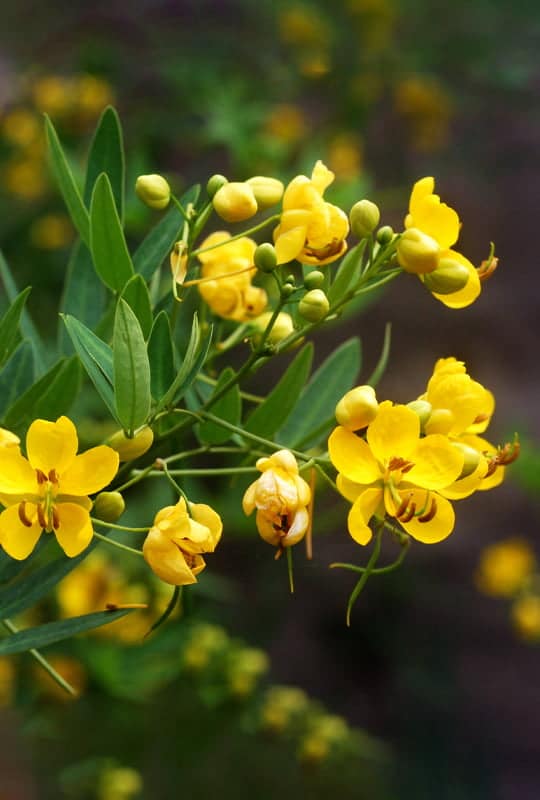 Cassia Floribunda
