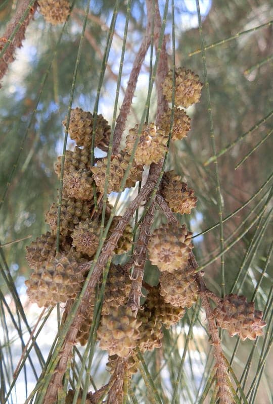 Casuarina Cunninghamiana