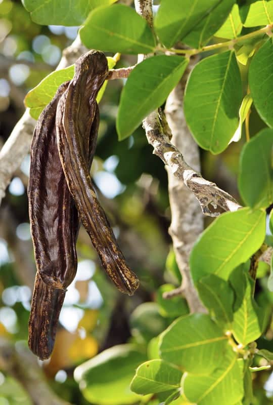 Cératonia Sliqua