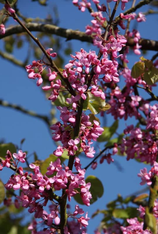 Cercis Siliquastrum