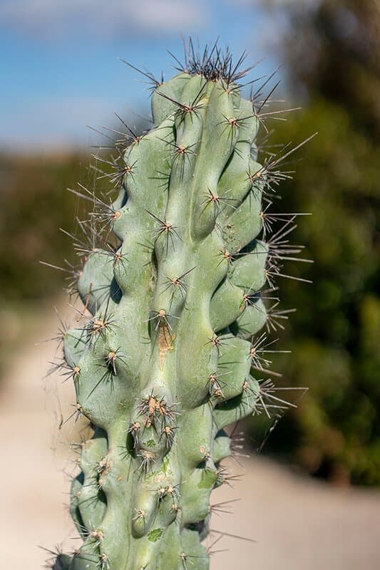 Cereus peruvianus ‘Monstruosus’