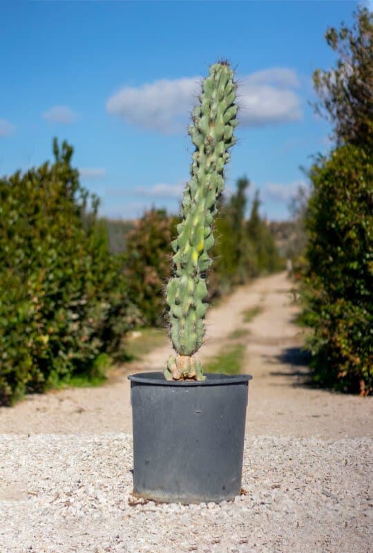 Cereus peruvianus ‘Monstruosus’