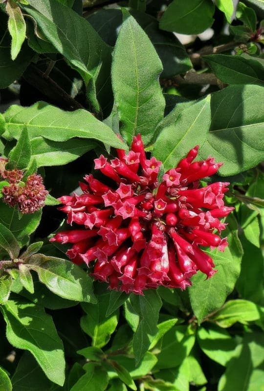 Céstrum Elegans ‘Purpureum’