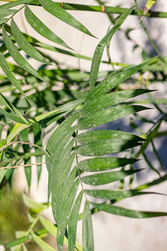 Chamaedorea seifrizii