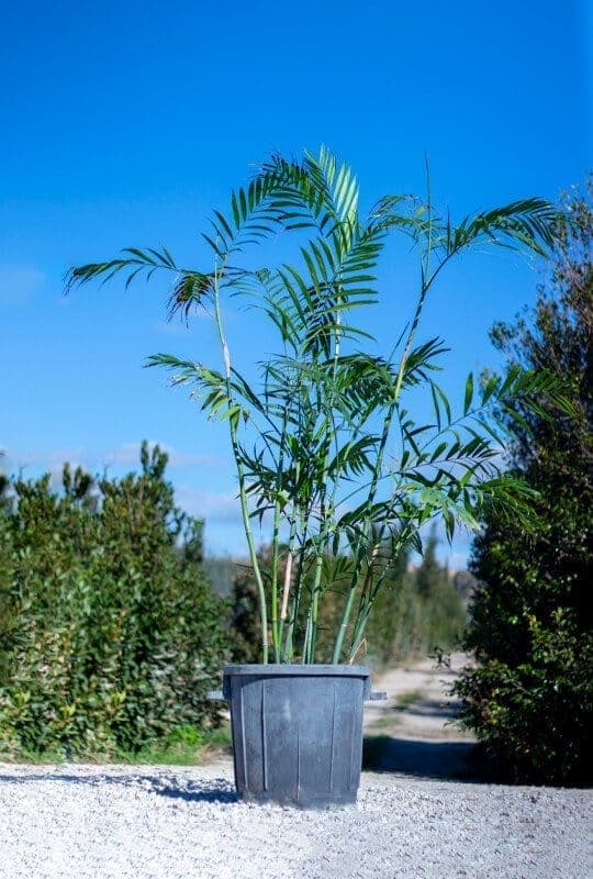 Chamaedorea seifrizii