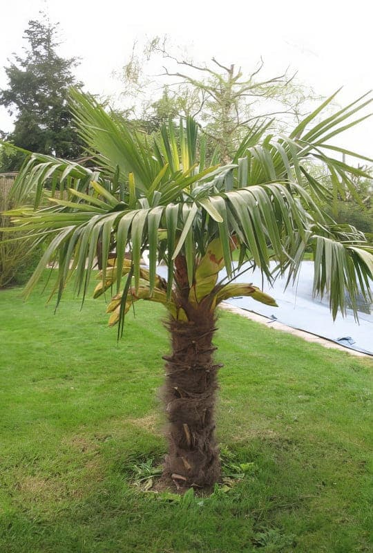 Chamérops excelsa