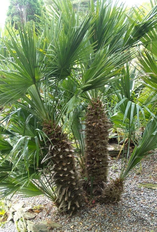 Chamérops humilis
