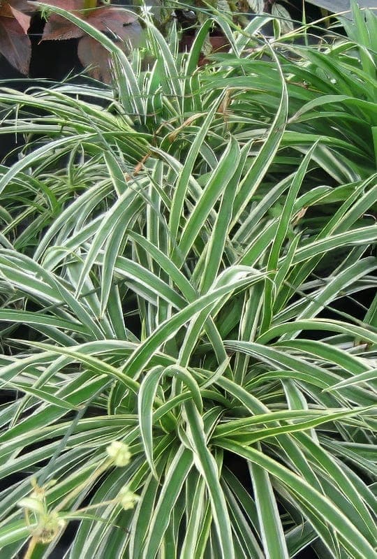 Chlorophytum	comosum