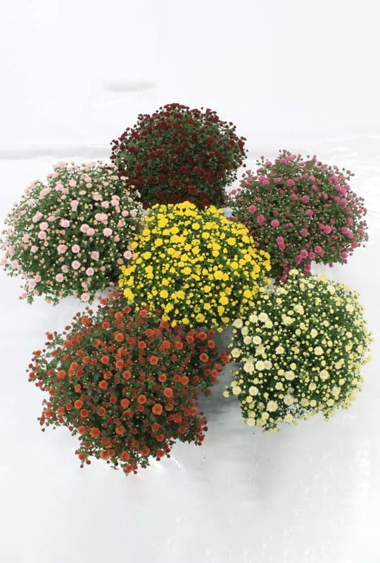 Chrysentémum Mix