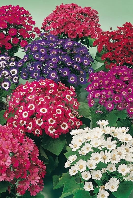 Cineraria hybrida