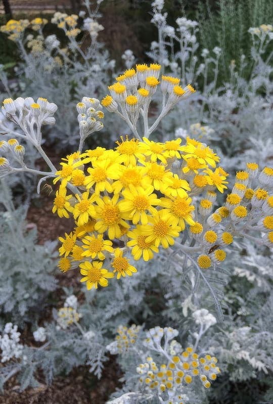 Cineraria maritima