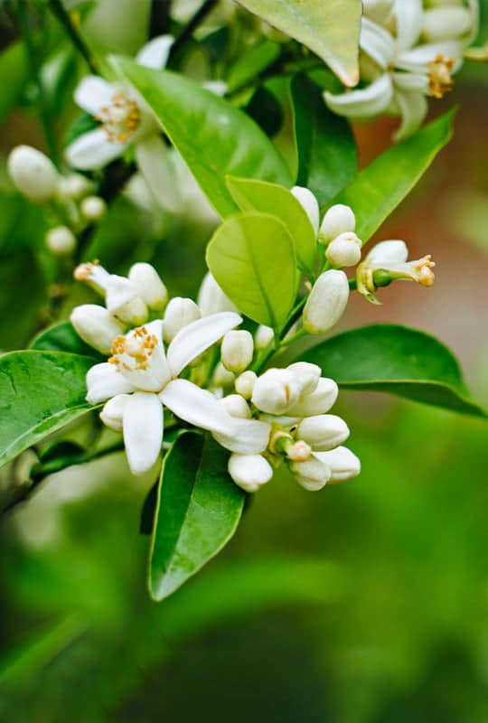 Citrus Aurantium