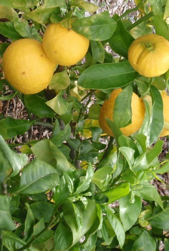 Citrus Bergamot