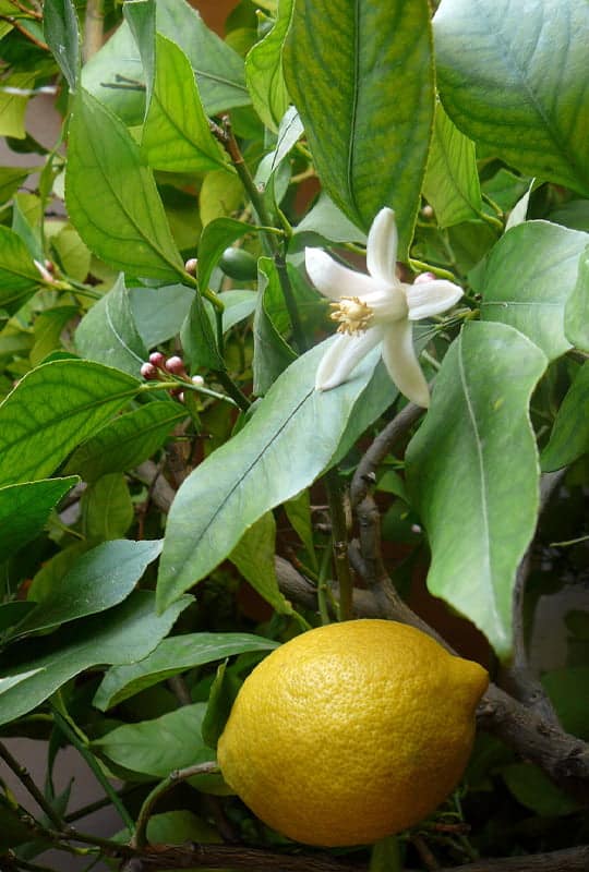 Citrus Limon