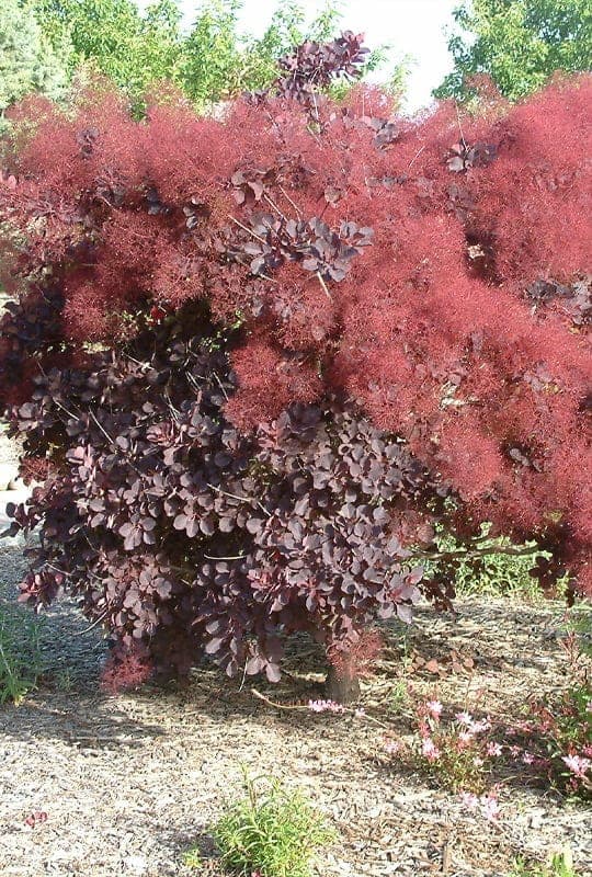 Cotinus Coggygria