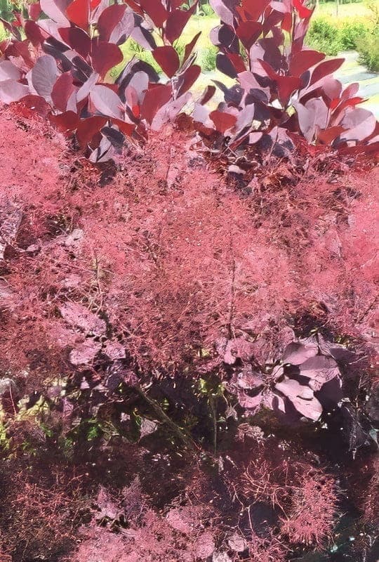 Cotinus Coggygria ‘Rhus cotinus’