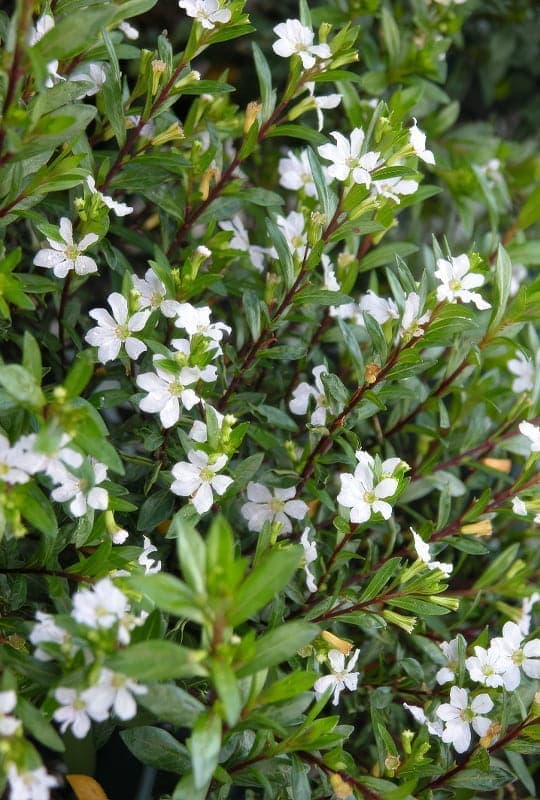 Cuphea hyssopifolia ‘Star White’