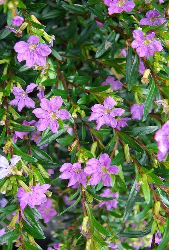 Cuphea hyssopifolia