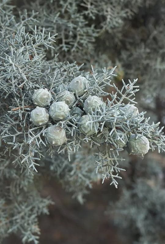 Cupressus Arizonica