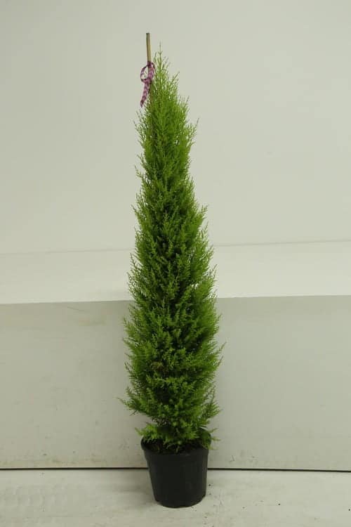 Cupressus macrocarpa ‘Goldcrest’