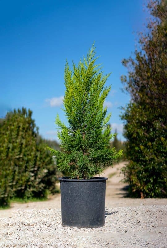 Cupressus macrocarpa ‘Goldcrest’